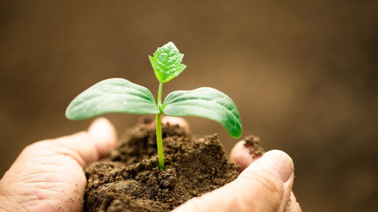Pinduoduo Takes On Catalyst Role Promoting Applied Research in Agriculture