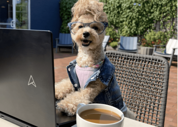 NoodlesThePooch – An Emerging Social Media Influencer