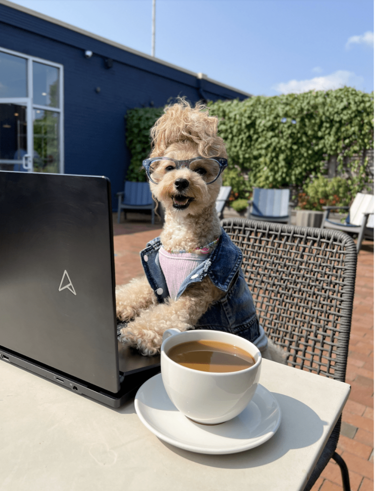 NoodlesThePooch – An Emerging Social Media Influencer