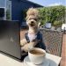 NoodlesThePooch – An Emerging Social Media Influencer