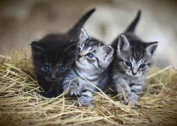 4 Things You Can Do To Secure A Happy And Long Life For Your Pet