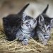 4 Things You Can Do To Secure A Happy And Long Life For Your Pet