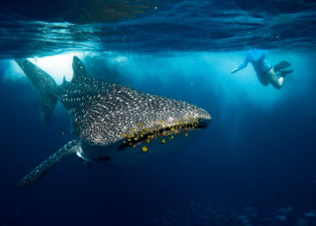 PADI Sets Sights on CITES for Shark Protection