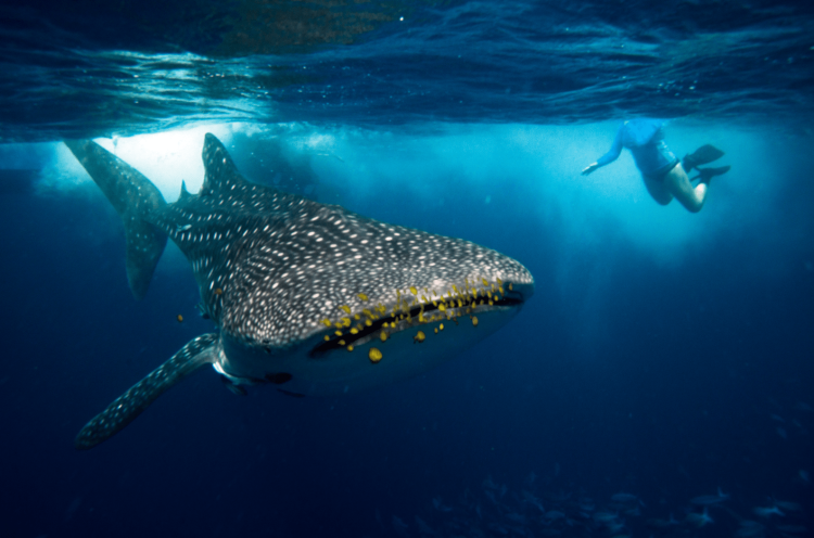 PADI Sets Sights on CITES for Shark Protection