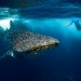 PADI Sets Sights on CITES for Shark Protection