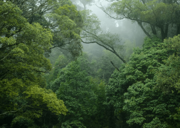Paws For The Forest: There is Hope for the Wonders of the Amazon