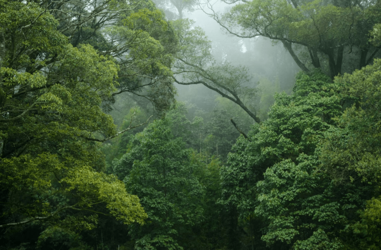 Paws For The Forest: There is Hope for the Wonders of the Amazon