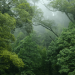 Paws For The Forest: There is Hope for the Wonders of the Amazon