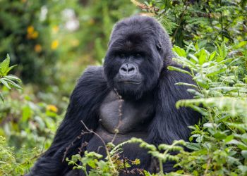 New 2023 ‘Mountain Gorilla trekking’ tour designed to fully immerse travelers in Rwanda’s culture and wildlife