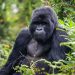 New 2023 ‘Mountain Gorilla trekking’ tour designed to fully immerse travelers in Rwanda’s culture and wildlife