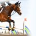 The Importance of Horse Care in Show Jumping: Alec Lawler’s Tips for Optimal Performance
