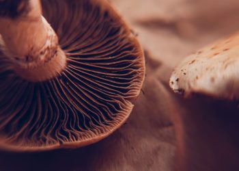 Unleashing the Enigma: Venturing into the Realm of Magic Mushrooms Capsules