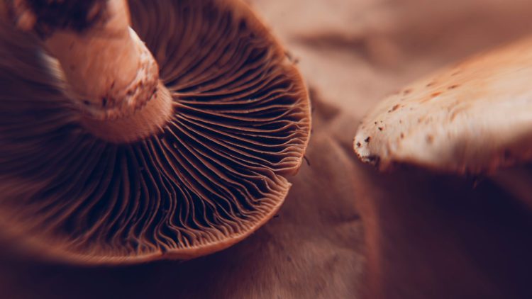 Unleashing the Enigma: Venturing into the Realm of Magic Mushrooms Capsules