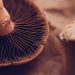 Unleashing the Enigma: Venturing into the Realm of Magic Mushrooms Capsules