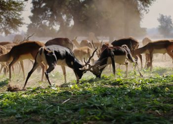Ian McAllister Rallies the Charge in Wildlife Protection