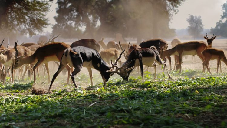 Ian McAllister Rallies the Charge in Wildlife Protection
