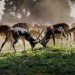 Ian McAllister Rallies the Charge in Wildlife Protection