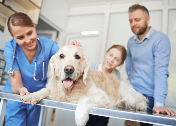 Brian Kersten Explores The Role of Veterinarians in Animal Welfare: A Comprehensive Look