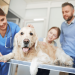 Brian Kersten Explores The Role of Veterinarians in Animal Welfare: A Comprehensive Look