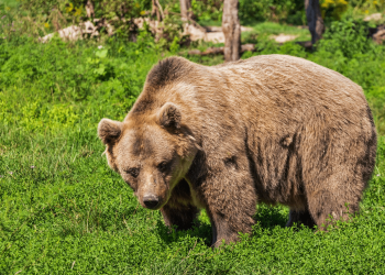 The Curious Life of Mike Fleiss Includes Bear in His Backyard