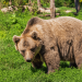 The Curious Life of Mike Fleiss Includes Bear in His Backyard