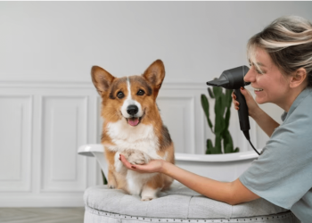 Gleaming Coats and Happy Tails: NYC Dog Grooming Essentials