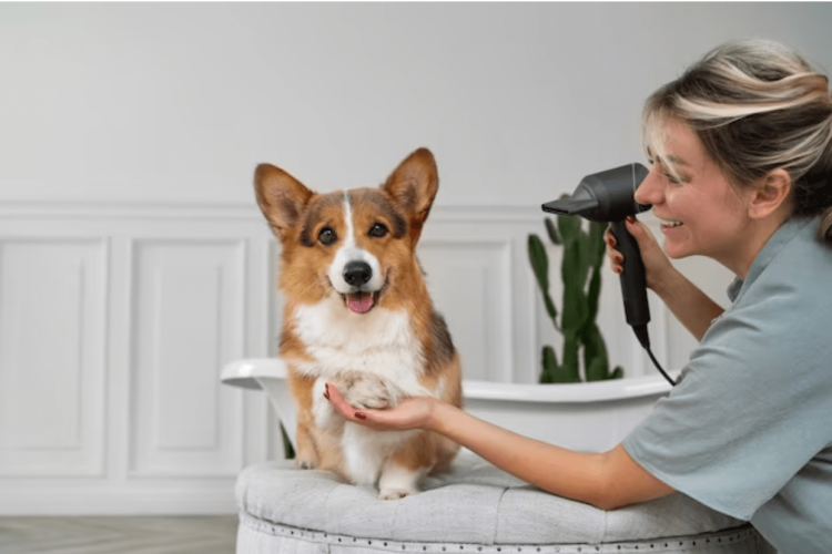 Gleaming Coats and Happy Tails: NYC Dog Grooming Essentials