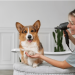 Gleaming Coats and Happy Tails: NYC Dog Grooming Essentials