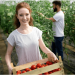 Carl Casale Explores Cultivating Success: Strategic Management Practices in the Agriculture Business