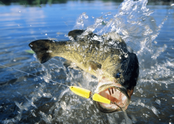 Devan Bald Explores Passing on the Passion: Nurturing the Next Generation’s Love for Bass Fishing