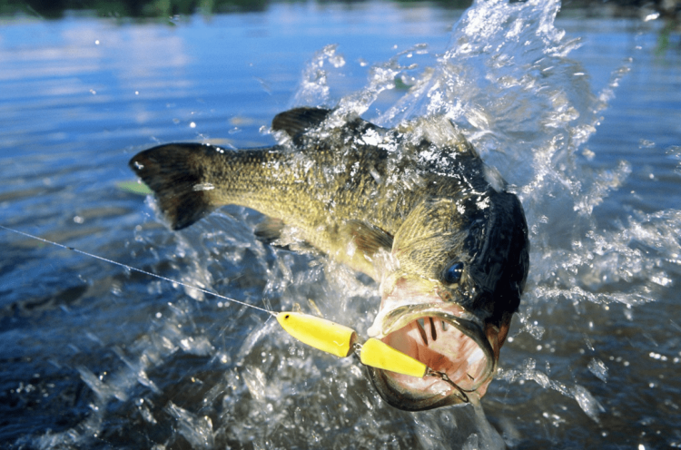 Devan Bald Explores Passing on the Passion: Nurturing the Next Generation’s Love for Bass Fishing