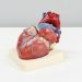 Wellness Trends for Heart Health: Embracing Nature’s Pharmacy
