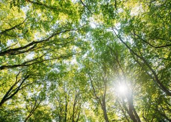 Urban Canopy Care: Expert Tips and Tree Services