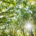 Urban Canopy Care: Expert Tips and Tree Services