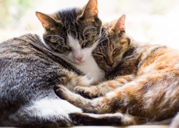 7 Things to Know When Adopting a Senior Cat
