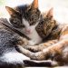 7 Things to Know When Adopting a Senior Cat