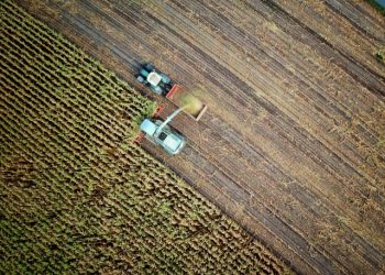 How Meg Miller’s Mizzou Education Fuels Her Agricultural Endeavors