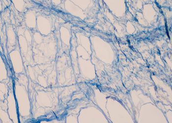 Understanding Biological Aging in Organs, Tissues, & Cells