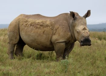 Helping Rhinos Founder and CEO Simon Jones Shares Insights on Conservation Success and Future Goals