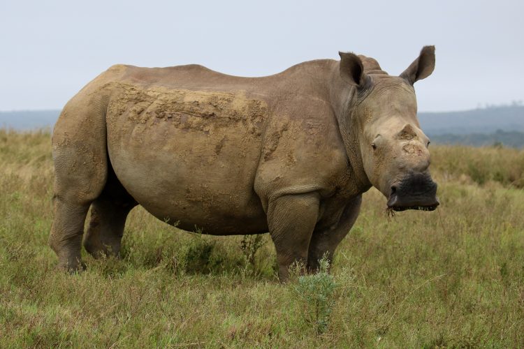 Helping Rhinos Founder and CEO Simon Jones Shares Insights on Conservation Success and Future Goals