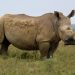 Helping Rhinos Founder and CEO Simon Jones Shares Insights on Conservation Success and Future Goals