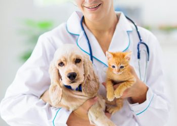 An Exclusive Interview with Dr. Jaime Klimsey Pickett: Leading Veterinary Practices through Compassion and Innovation