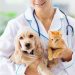 An Exclusive Interview with Dr. Jaime Klimsey Pickett: Leading Veterinary Practices through Compassion and Innovation