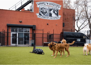 No Ruff Housing: A Guide to Safe Group Play for Dogs at Woofs ’n Whiskers