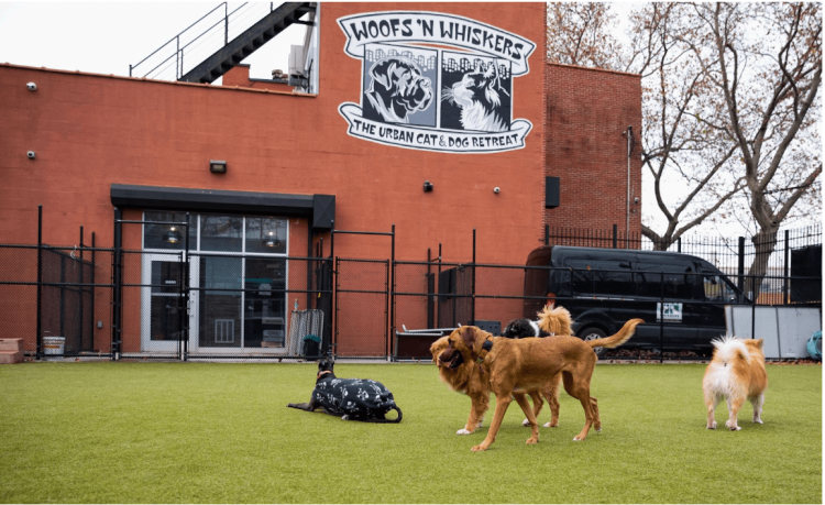 No Ruff Housing: A Guide to Safe Group Play for Dogs at Woofs ’n Whiskers