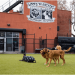 No Ruff Housing: A Guide to Safe Group Play for Dogs at Woofs ’n Whiskers