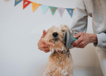 Heusom Explores Prioritizing Comfort and Safety in Every Grooming Session