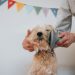 Heusom Explores Prioritizing Comfort and Safety in Every Grooming Session