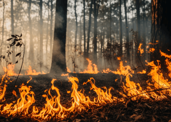 Frank Dahlquist Explores the Organizational Impact of the U.S. Wildland Fire Service