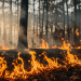 Frank Dahlquist Explores the Organizational Impact of the U.S. Wildland Fire Service